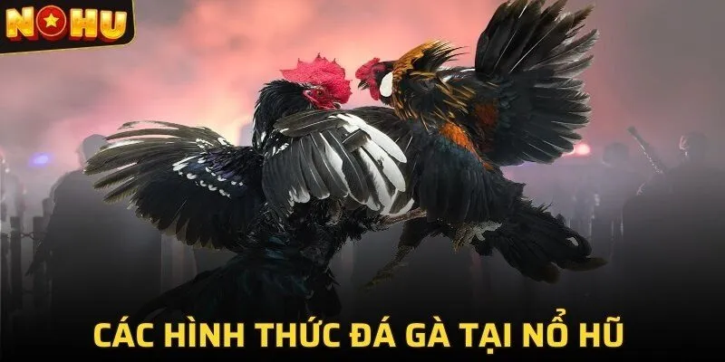 Đá Gà NOHU - Khám Phá Thế Giới Đá Gà Online Đỉnh Cao 2025 2 Các hình thức đá gà tại Nổ hũ