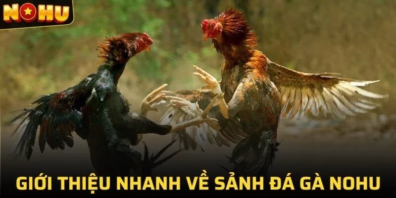 Đá Gà NOHU - Khám Phá Thế Giới Đá Gà Online Đỉnh Cao 2025 1 Giới thiệu nhanh về sảnh đá gà NOHU